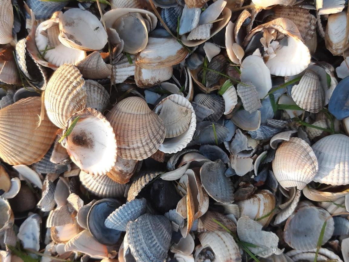 Waddenfestijn Villa Paesens Ngoại thất bức ảnh